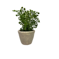 Faux  Fern in Cement Pot