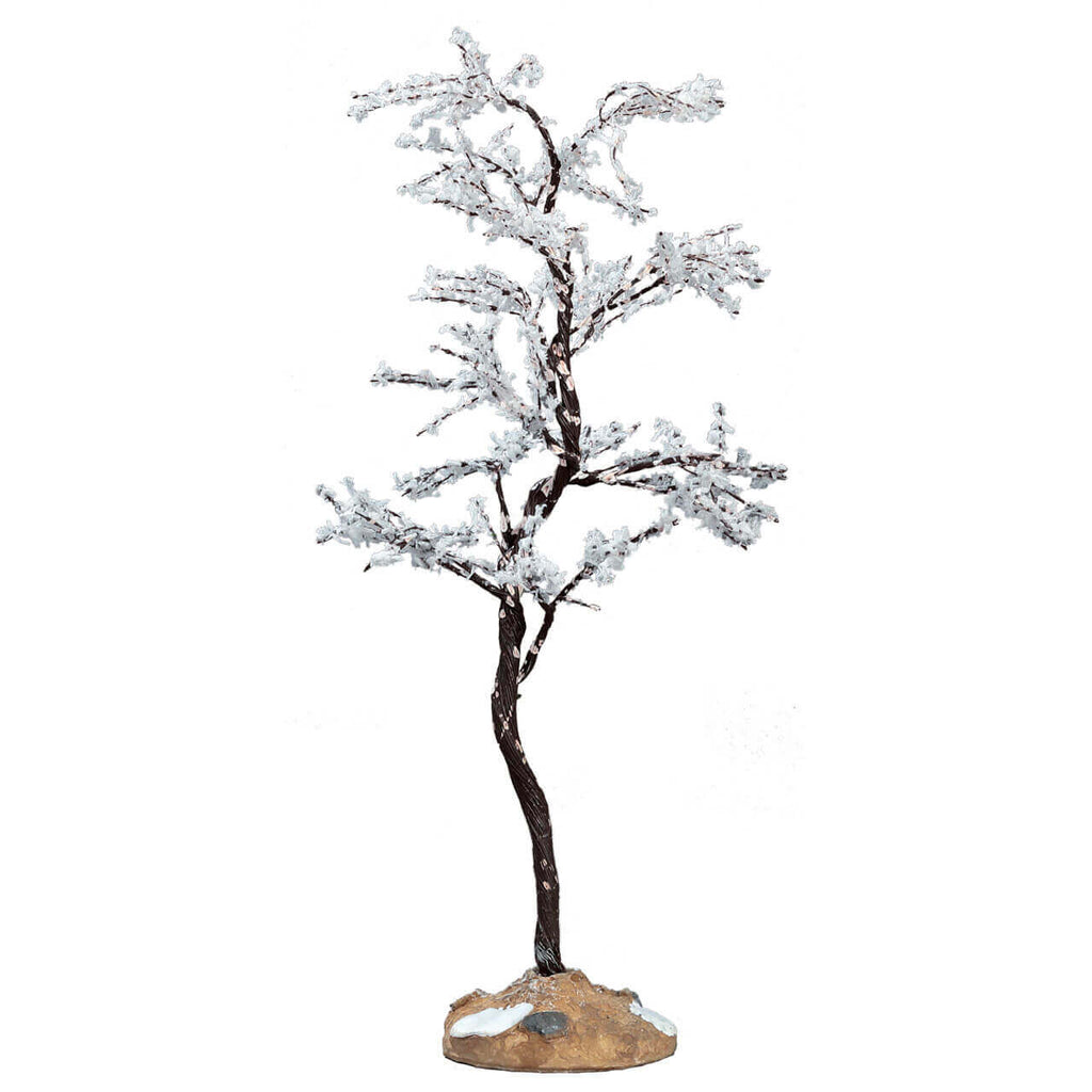 Morning Dew Tree - Medium