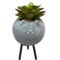 Faux 2 Tone Succulent In Planter - Cat
