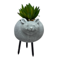 Faux Yellow / Green Succulent In Planter - Mouse
