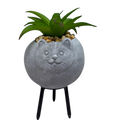 Faux Green Succulent In Planter - Cat