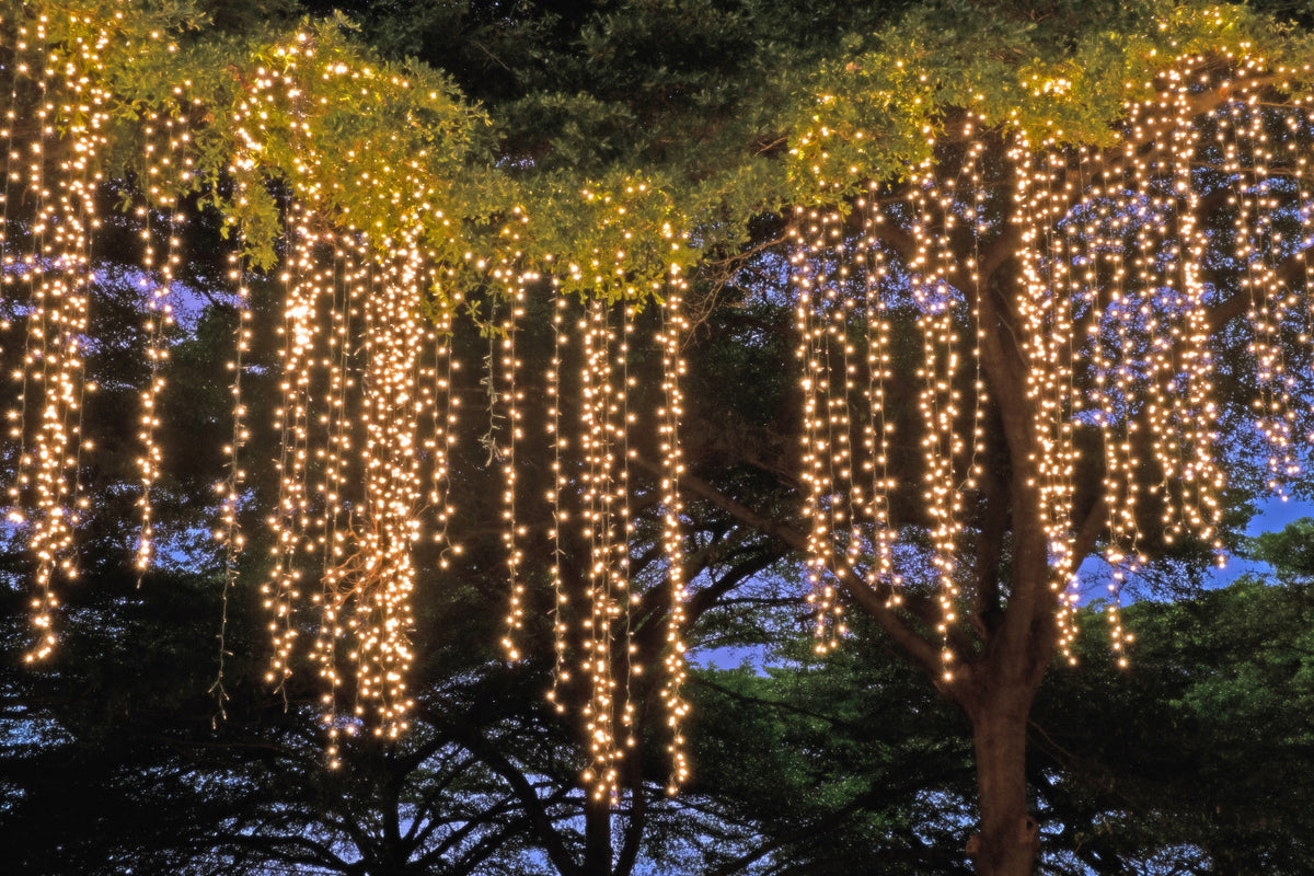 600 Warm White micro-LED lights