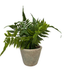 Faux Maidenhair Fern in a Cement Pot