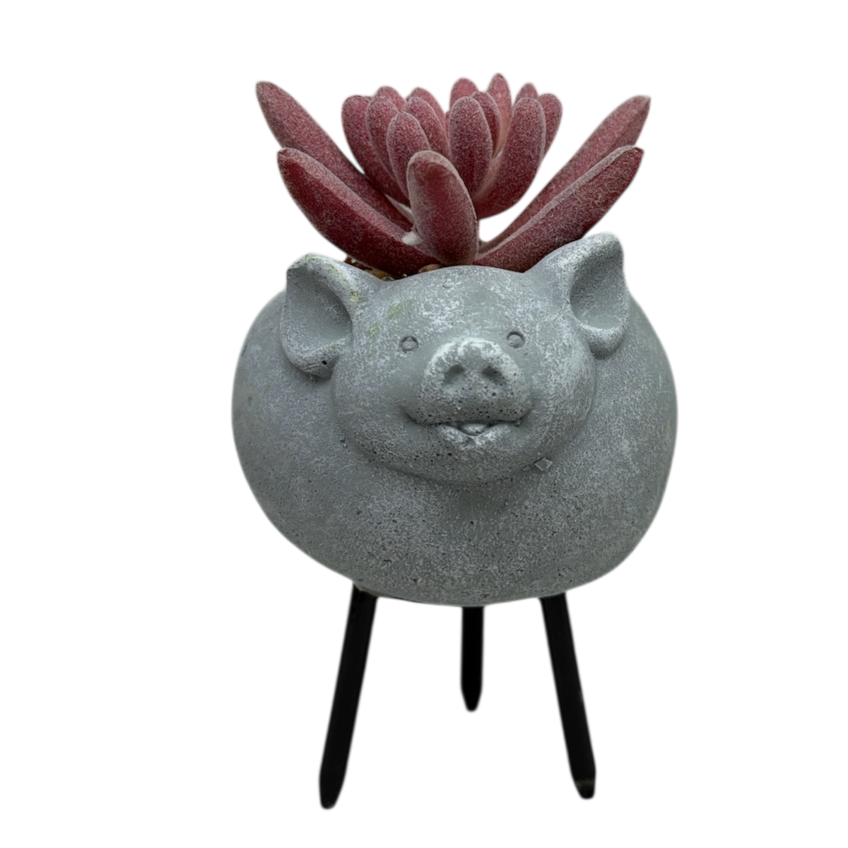 Faux Pink Succulent In Planter - Pig