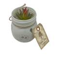 Faux Echeveria Succulent in Glass Jar